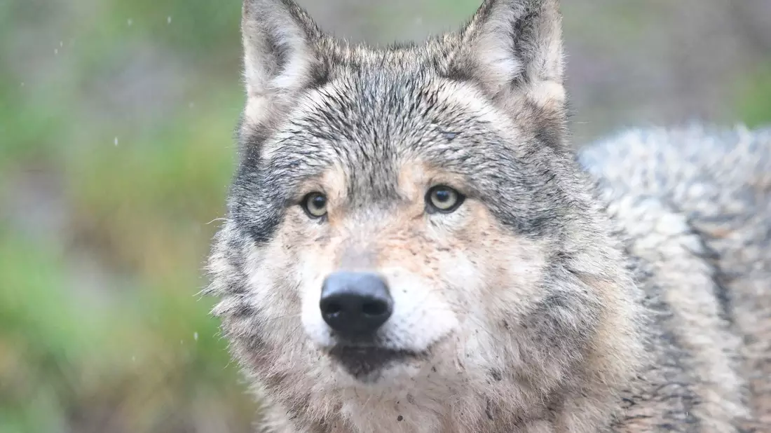Nachdem ein Wolf eine Frau in Hamburg verletzt hat, ist noch unklar, was mit dem Tier passieren wird. (Symbolbild) - Bild: Bernd Weißbrod/dpa