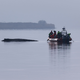 Immer wieder hatten sich Meeresschützer ein Bild vom Zustand des Wals gemacht. - Foto: Marcus Golejewski/dpa