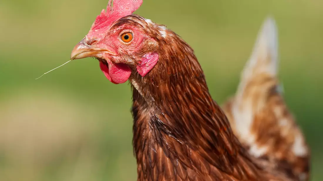 Durchgeführt wurde die Studie mit 20 Küken. (Symbolbild) - Bild: Soeren Stache/dpa