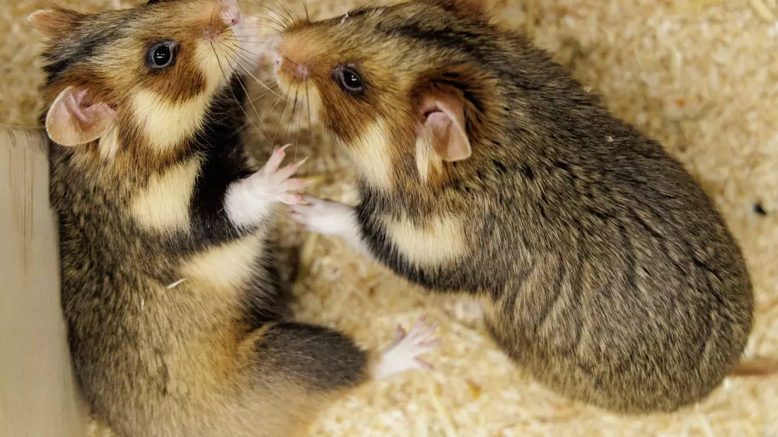 Geht das gut? Ein paarungsbereites Weibchen und ein ausgewähltes Männchen sollen für Feldhamster-Nachwuchs sorgen.  - Bild: David Ebener/dpa