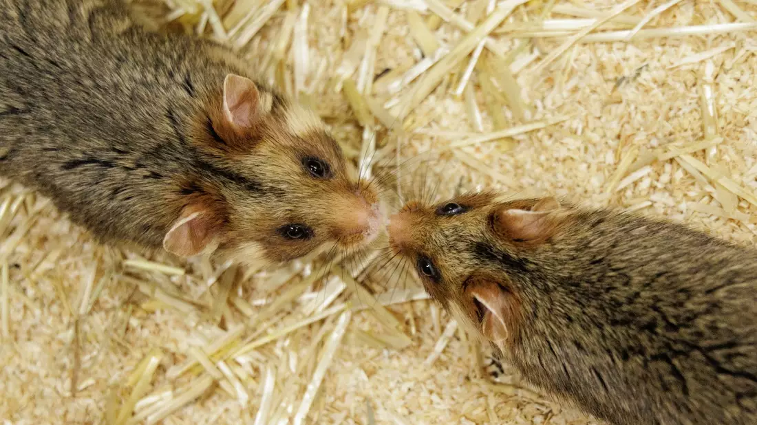 Ein Weibchen und ein Männchen kommen sich im NRW-Artenschutzzentrum näher, in dem Feldhamstern nachgezüchtet werden.  - Bild: David Ebener/dpa