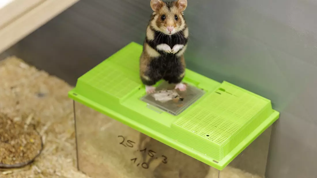 Das Weibchen ist auf die noch verschlossenen Behälter gesprungen. Sie bekundet damit ihr Interesse an dem Männchen.  - Bild: David Ebener/dpa