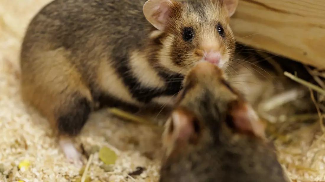 Vorsichtige Annäherung. Ein Weibchen und ein Männchen sind im NRW-Artenschutzzentrum für die Verpaarung vorgesehen.  - Bild: David Ebener/dpa