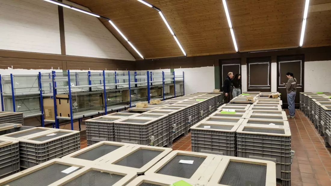 In Großboxen werden im NRW-Artenschutzzentrum in Metelen rund 160 Feldhamster für die Zucht gehalten.  - Bild: David Ebener/dpa