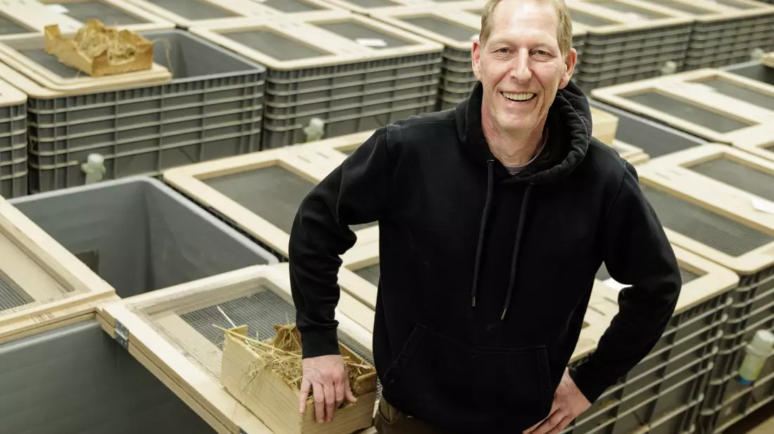 Tierpfleger Jörg Kritschker bringt die für die Verpaarung vorgesehenen Weibchen und Männchen zusammen.  - Bild: David Ebener/dpa