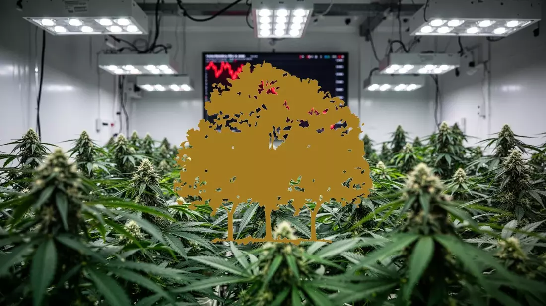 Canopy Growth Aktie: Fortschritte, Kursverluste - Bild: über boerse-global.de