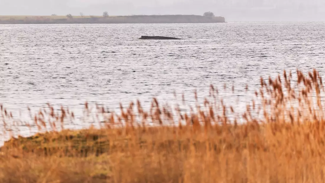 Der Wal liegt auf einer Sandbank vor der Insel Poel. - Bild: Marcus Golejewski/dpa