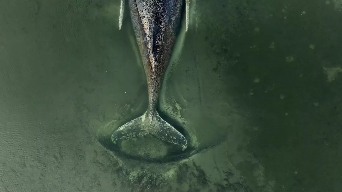 Der genaue Zustand des Buckelwals ist unklar. - Bild: Florian Manz/Greenpeace Germany/dpa