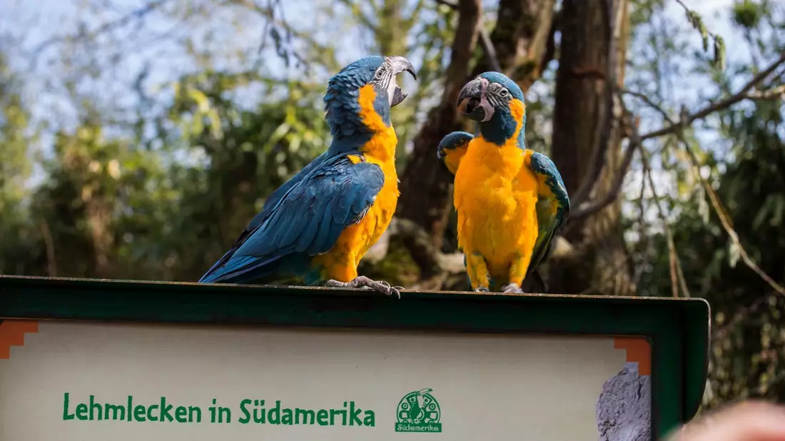 Zoo Leipzig bietet neue Attraktionen: Vogelwelten Amazonien und Loriversum wurden eröffnet - Bild: presseportal.de