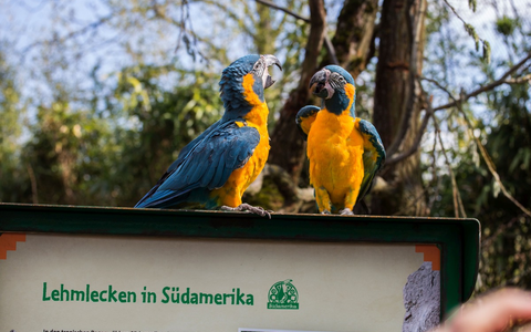 Zoo Leipzig bietet neue Attraktionen: Vogelwelten Amazonien und Loriversum wurden eröffnet - Foto: presseportal.de