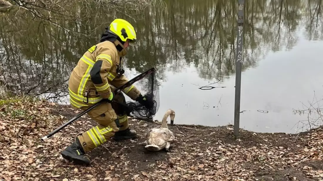 FW Paderborn: Feuerwehr Paderborn rettet Schwan aus Gleisbereich - Lebensgefahr oft unterschätzt. - Bild: presseportal.de