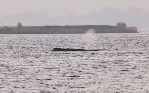 Um den Buckelwal herum ist eine Sperrzone eingerichtet worden. - Foto: Marcus Golejewski/dpa