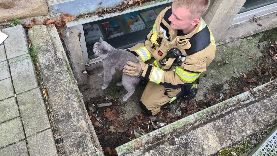FW-EN: Feuerwehr rettet Katze - Bild: presseportal.de