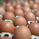 In manchen Lebensmittelläden sind sie gerade Mangelware: Eier. (Symbolbild) - Foto: Marcus Brandt/dpa