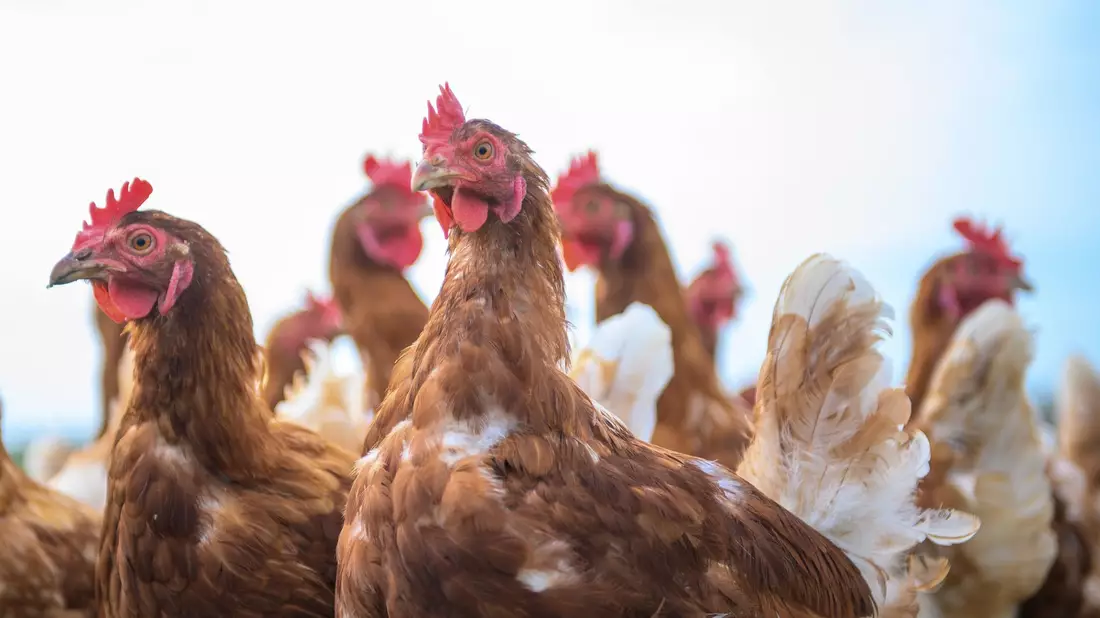 Wegen Vogelgrippe und Newcastle Disease sind in den vergangenen Monaten Hunderttausende Legehennen gestorben. (Symbolbild) - Bild: Klaus-Dietmar Gabbert/dpa