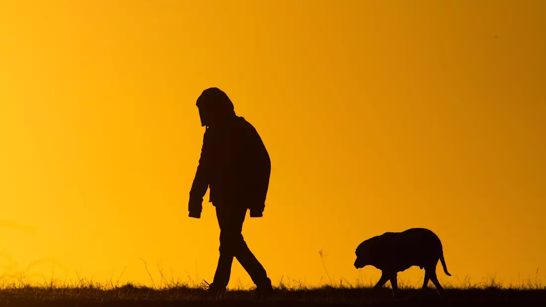 Viele Hundebesitzer bekommen es nicht mit, wenn ihre Tiere leiden. (Symbolbild) - Bild: Julian Stratenschulte/dpa