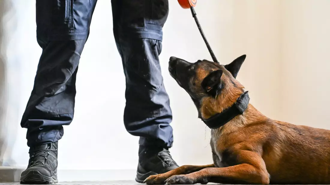 Nicht immer ist es leicht zu erkennen, wenn Tiere leiden. (Symbolbild) - Bild: Jens Kalaene/dpa