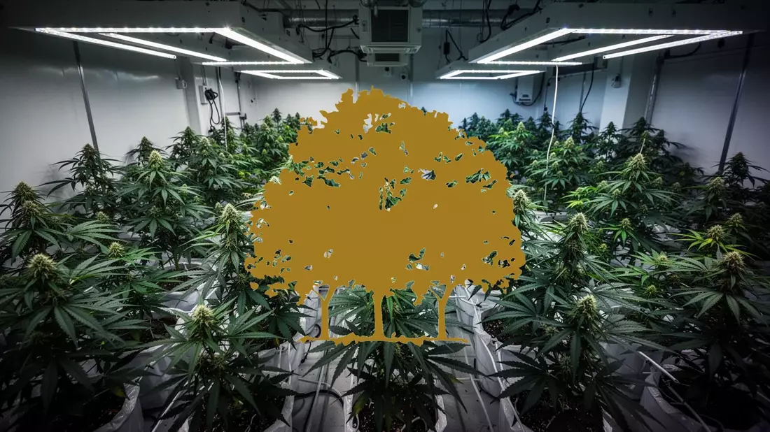 Canopy Growth Aktie: Fortschritt, Kursdruck - Bild: über boerse-global.de