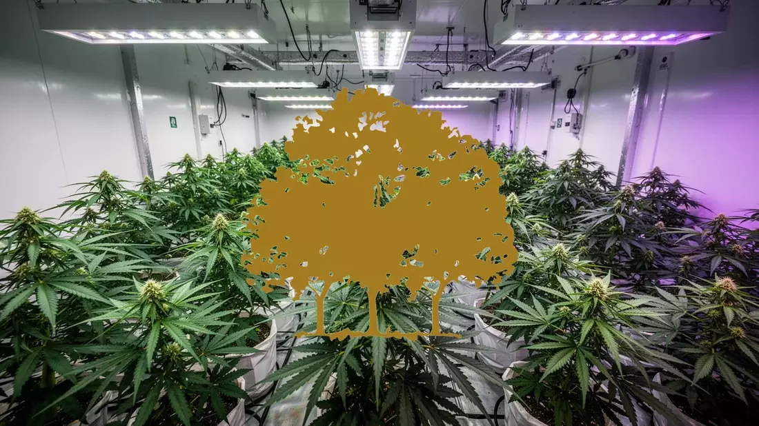 Canopy Growth Aktie: Führungswechsel und neue Marke - Bild: über boerse-global.de