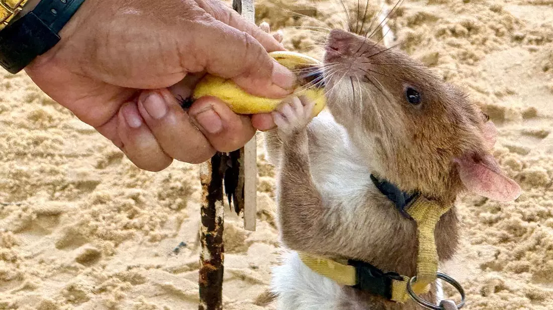 Minensuchratten werden vor allem mit Bananen und Erdnüssen belohnt.  - Bild: Carola Frentzen/dpa