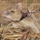 Magawa war ein wahrer Meisterschnüffler, wenn es um Minen ging. (Archivbild) - Foto: Pdsa/PA Media/dpa
