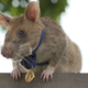 2020 bekam Magawa bereits für seine Leistungen eine spezielle Medaille - als erste Ratte überhaupt. (Archivbild) - Foto: Pdsa/PA Media/dpa