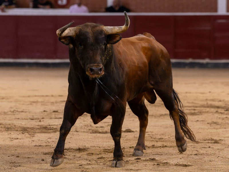 Bei den Corridas kommt es immer wieder zu Zwischenfällen. (Archivbild) - Foto: Oscar Manuel Sanchez/ZUMA Press Wire/dpa