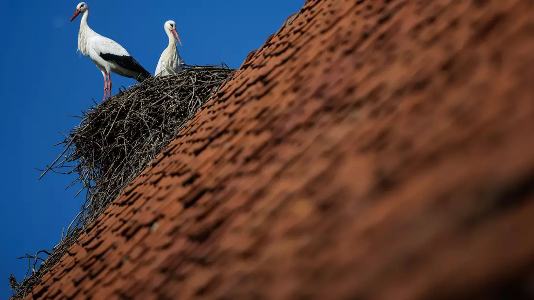 Ein Weißstorch-Paar steht bei blauem Himmel in seinem Horst. Petershagen im Kreis Minden-Lübbecke gilt mit seinen zahlreichen Horsten als Storchenhauptstadt von Nordrhein-Westfalen. - Bild: David Ebener/dpa