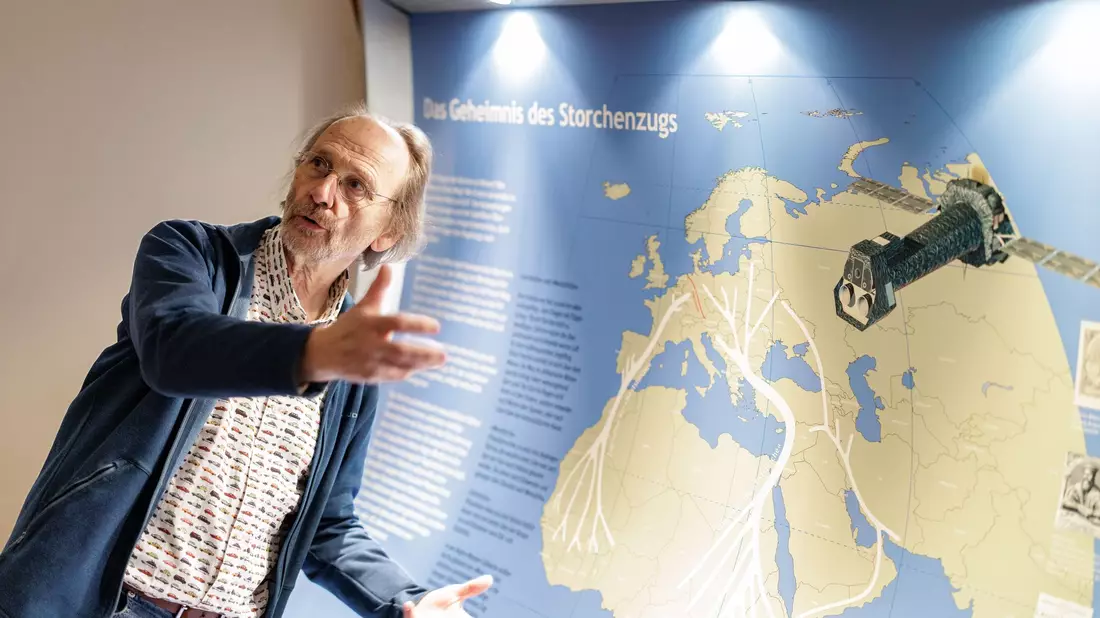 Vogelschützer Alfons Rolf Bense zeigt im Westfälischen Storchenmuseum eine Karte mit den Zugstrecken der Störche zu den Winterquartieren. Eine Hauptroute führt nach Westen über die Meerenge von Gibraltar nach Afrika. Viele dieser Westzieher fliegen aber gar nicht mehr so weit über das Mittelmeer. Die andere Hauptroute führt Richtung Osten über den Bosporus nach Afrika.  - Bild: David Ebener/dpa
