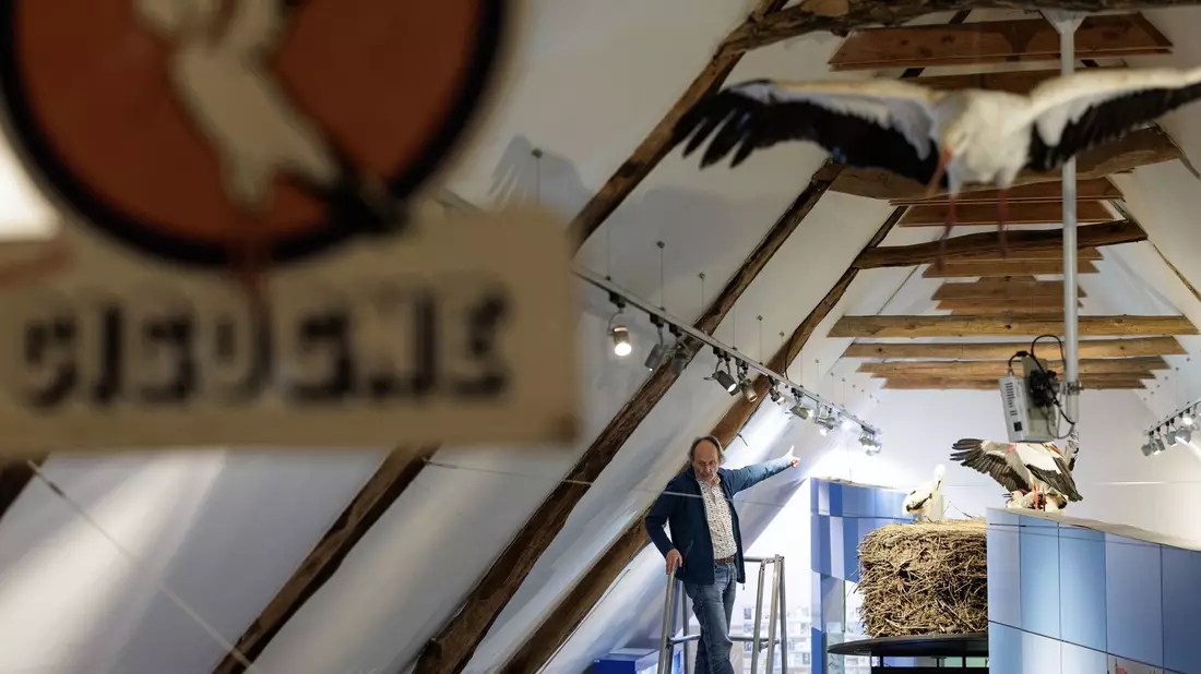 «Storchenvater» und Autor Alfons Rolf Bense führt durch das Westfälische Storchenmuseum. Ein großes Exponat ist ein Original-Storchennest, das wegen Sanierungsarbeiten von einem maroden Schornstein genommen werden musste. Es wog fast eine Tonne. Museumsbesucher können über eine Leiter hineinschauen.  - Bild: David Ebener/dpa
