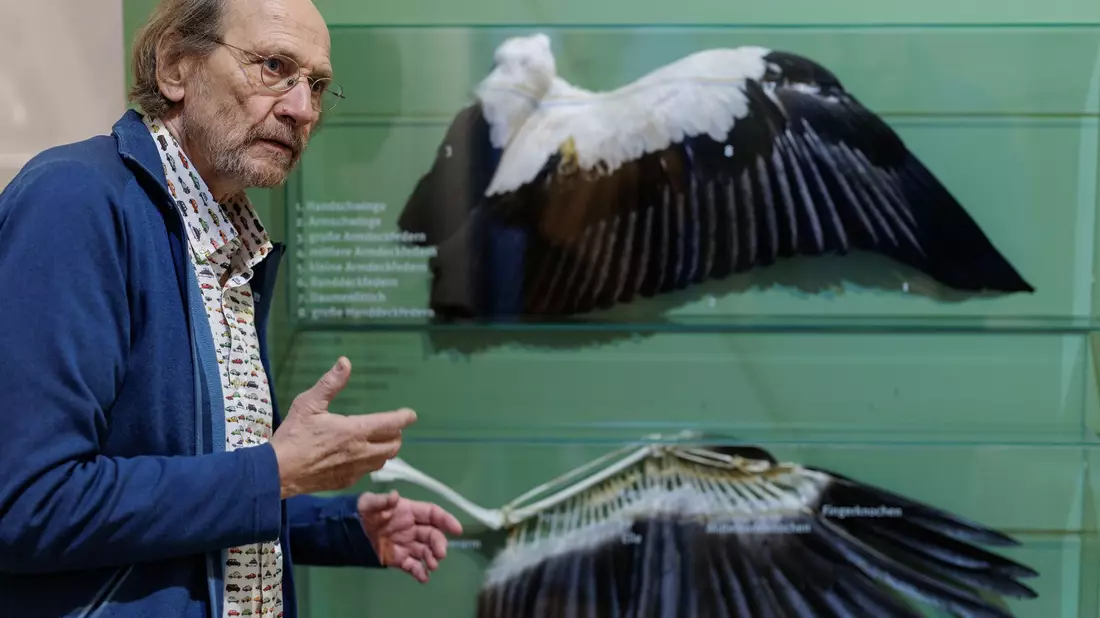  Alfons Rolf Bense zeigt im Westfälischen Storchenmuseum ein Exponat zur Anatomie des Weißstorchs.  - Bild: David Ebener/dpa