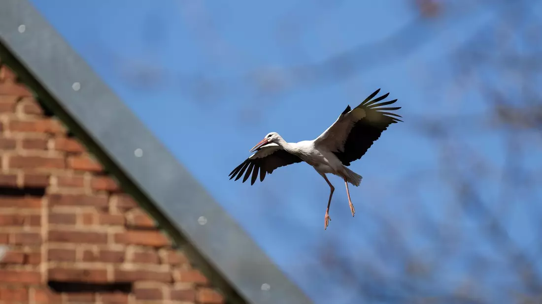 Ein Storch im Landeanflug.  - Bild: David Ebener/dpa