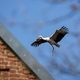 Ein Storch im Landeanflug.  - Foto: David Ebener/dpa