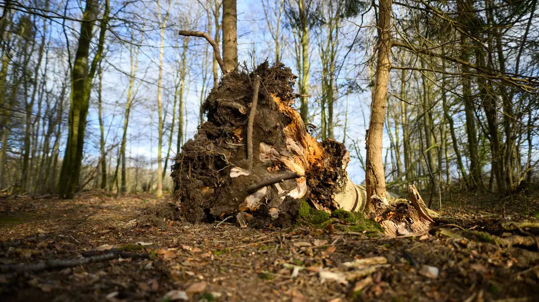 Dieser Baum ist umgestürzt. - Bild: Daniel Reinhardt/dpa