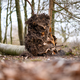 Der umgestürzte Baum im Waldstück südöstlich von Flensburg. - Foto: Daniel Reinhardt/dpa