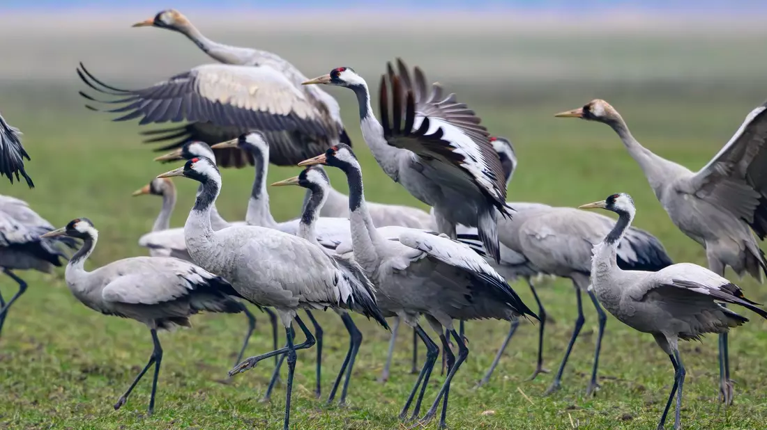 Im vergangenen Herbst sind viele Kraniche an der Vogelgrippe gestorben. (Archivbild) - Bild: Patrick Pleul/dpa