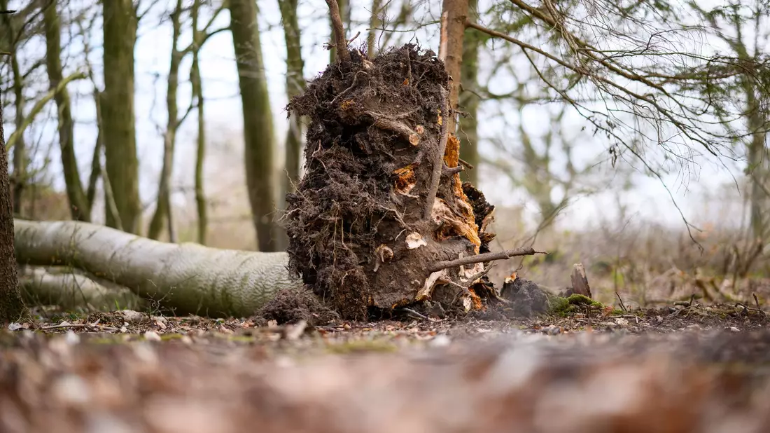 Dieser Baum stürzt südöstlich von Flensburg auf eine Gruppe Menschen. - Bild: Daniel Reinhardt/dpa