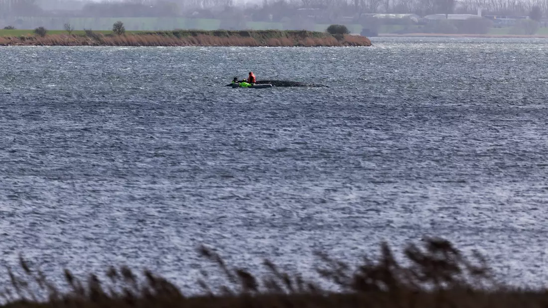 Jetzt soll auch die Wasserqualität beim gestrandeten Wal geprüft werden.  - Bild: Marcus Golejewski/dpa