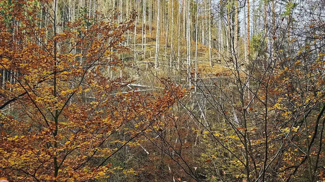 Wald (Archiv) - Bild: via dts Nachrichtenagentur