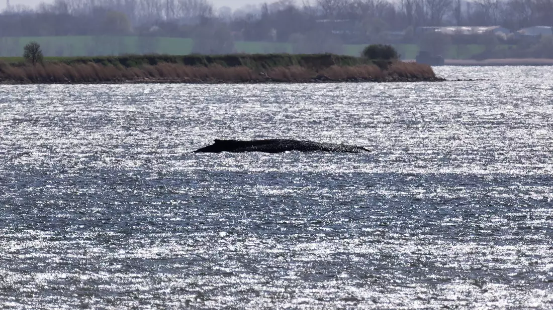 Sein Körpergewicht drückt den aus dem Wasser ragenden Wal tiefer in den Meeresgrund. - Bild: Marcus Golejewski/dpa