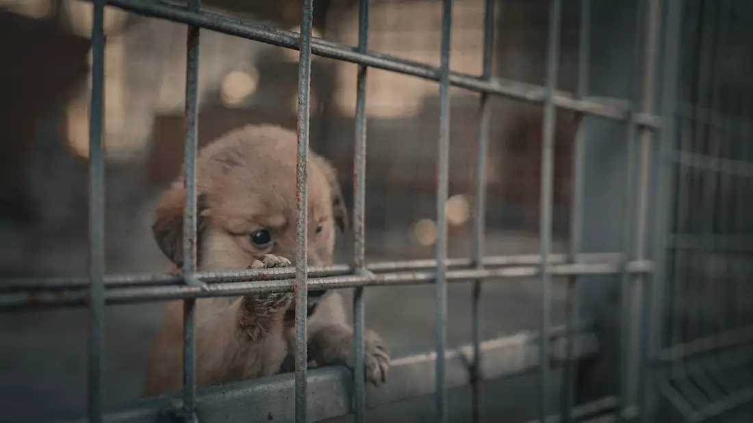 Werden in Rumänien Welpen gezüchtet, um sie zu töten? Das sagt eine Tierärztin in der Investigativ-Doku Die Hunde-Mafia: How to kill a puppy & get rich - Bild: Joyn, presseportal.de