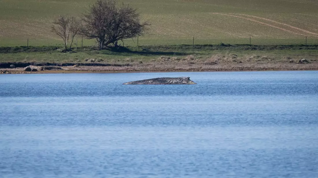 Nicht nur heute, sondern schon vor Jahrhunderten bewegte das Auftauchen von Walen an der Ostseeküste die Menschen stark. Der Blick hat sich aber gewandelt. (Archivbild) - Bild: Philip Dulian/dpa