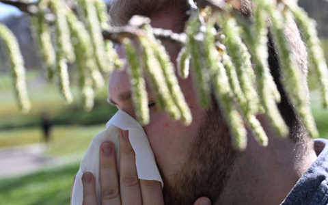 Birkenpollen sind nun auf dem Saisonhöhepunkt. (Symbolbild) - Foto: Bernd Weißbrod/dpa