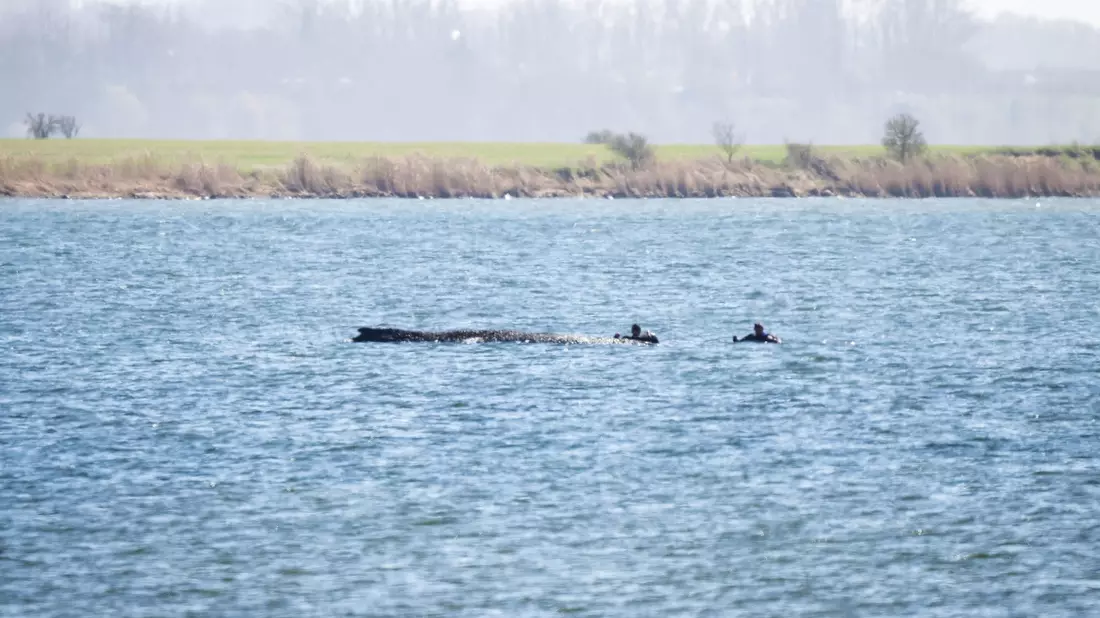 Der Wal lebt laut Wasserschutzpolizei noch.  - Bild: Philip Dulian/dpa