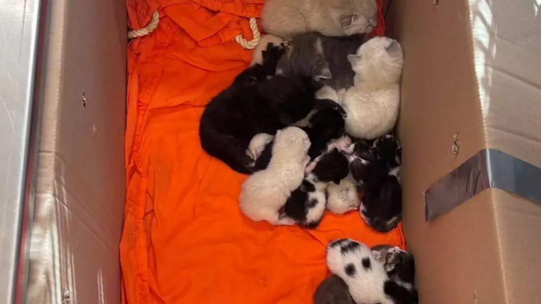 POL-HB: Nr.: 0241 --23 Katzen, zwei Kartons und viele Fragen-- - Bild: presseportal.de