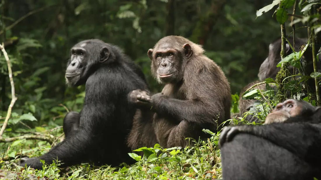 Erstmals haben Forschende über Jahrzehnte dokumentiert, wie sich eine Schimpansengemeinschaft zunächst in zwei Lager spaltet und sich dann bekriegt. - Bild: Aaron Sandel/EurekAlert/dpa
