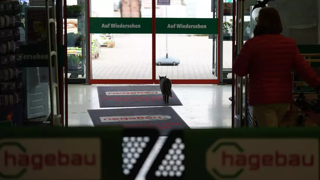Zum Schlafen verlässt Lotti den Markt. - Bild: Marcus Brandt/dpa