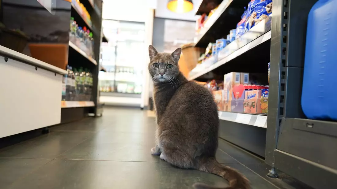 Manchmal kommt Lotti auch zu Besuch in einer Tankstelle um die Ecke vom Baumarkt. - Bild: Marcus Brandt/dpa