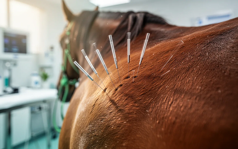 Akupunktur wird zum Standard in der Pferdemedizin - Foto: über boerse-global.de