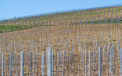 Die gesamte Rebfläche in Deutschland wird kleiner. (Symbolbild) - Foto: Andreas Arnold/dpa